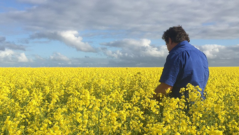 Waringa Farming JW in Canola